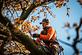 Castro Valley Tree Service in Castro Valley, CA Plants Trees Flowers & Seeds