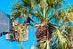 Tiki Tree Service Palm City in Palm City, FL Plants Trees Flowers & Seeds