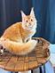 maine coon cat price in Financial District - New York, NY Pet Supplies