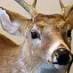 Delta Quest Taxidermy in Harrisburg, AR Taxidermists