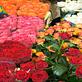 Talbot Flowers Too in Wilburton, OK Florists