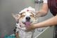 Master Quality Grooming in Rocky Point, NY Pet Grooming & Boarding Services