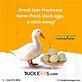 Duck Eggs in Northville, MI Health Food Products Wholesale & Retail