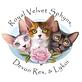 sphynx kittens near me in Spring City, TN Pet Grooming & Boarding Services
