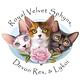 devon rex kittens near me in Spring City, TN Pet Grooming & Boarding Services