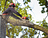 Roswell Tree Services in Roswell, NM