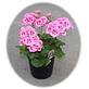 Nurseries & Greenhouses in Patriot, OH 45658