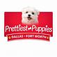 Prettiest Puppies DFW - Shih Tzu Yorkie Maltese in Dallas, TX Dog Breeders