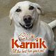 Karnik Pet Lodge at Central Avenue in Toledo, OH Pet Care Services