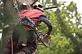 Bellflower Tree Care Service in Bellflower, CA Tree & Shrub Transplanting & Removal