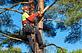 La Presa Tree Service in Spring Valley, CA Tree & Shrub Transplanting & Removal