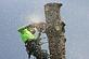 Thousand Oaks Tree Service in Thousand Oaks, CA Tree & Shrub Transplanting & Removal