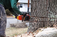 Berkeley Tree Service in Berkeley, CA Tree & Shrub Transplanting & Removal