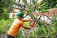 San Ramon Tree Service in San Ramon, CA Tree & Shrub Transplanting & Removal