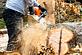 Discount Tree Cutting and Removal in Wakefield-Williamsbridge - Bronx, NY Tree & Shrub Transplanting & Removal