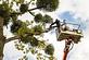 Atwater Tree Service in Atwater, CA Tree & Shrub Transplanting & Removal