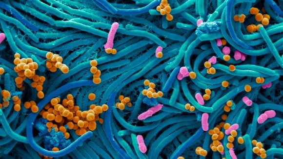 DNA/RNA Shield