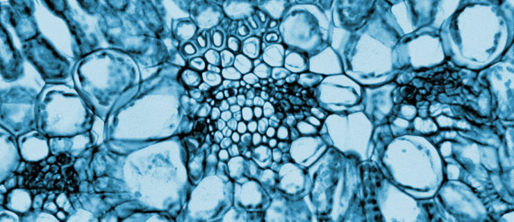 Deal for CD Genomics