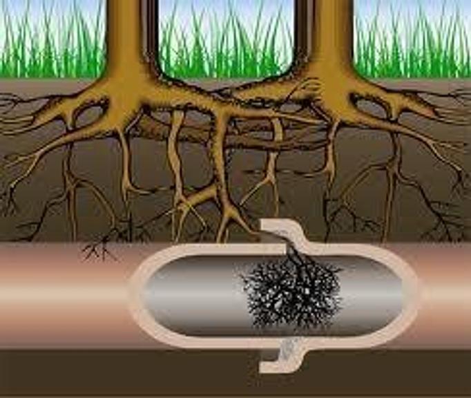 Product: Tree roots can cause clogged drains - E.R. Plumbing Services in Matthews, NC Plumbing Contractors