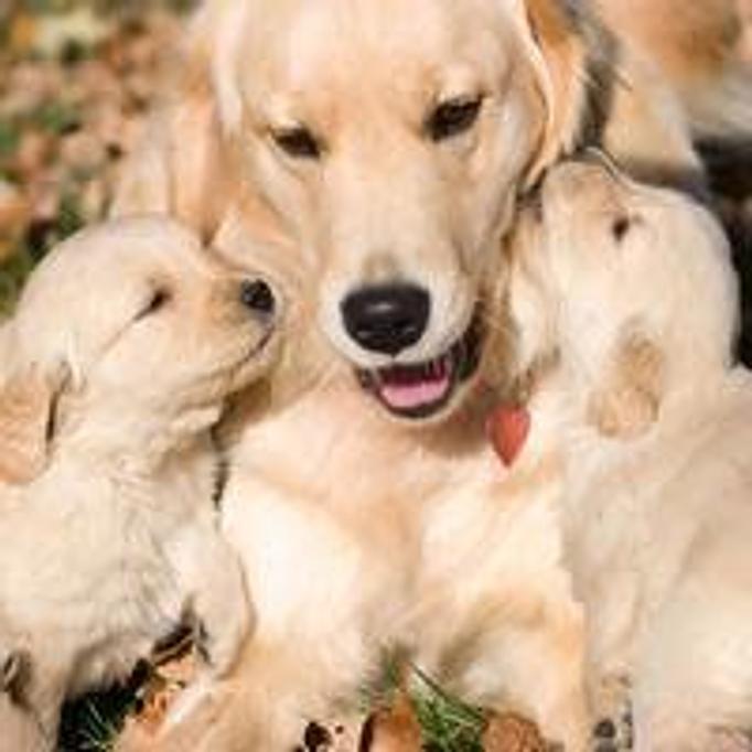 Product - Golden Paws in Fairfield, NJ Pet Boarding & Grooming