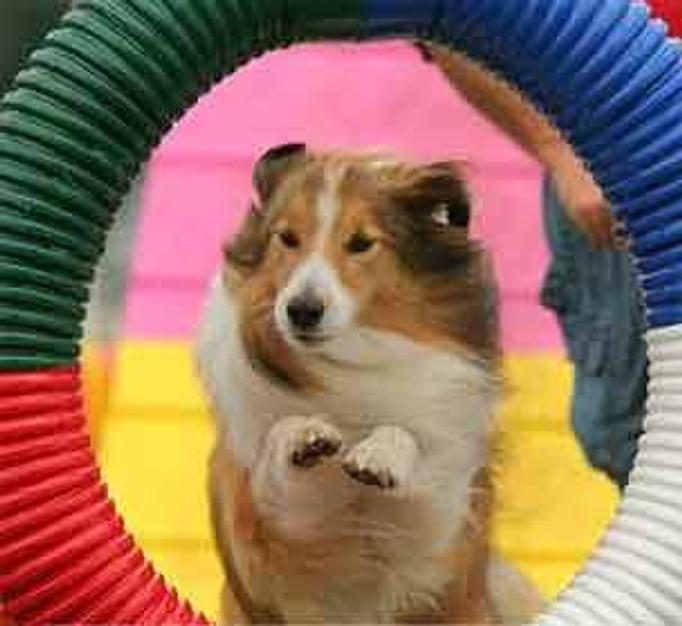 Product: Jumping through the tire jump. - Lucky Dog Sports Club in Jupiter, FL Pet Care Services
