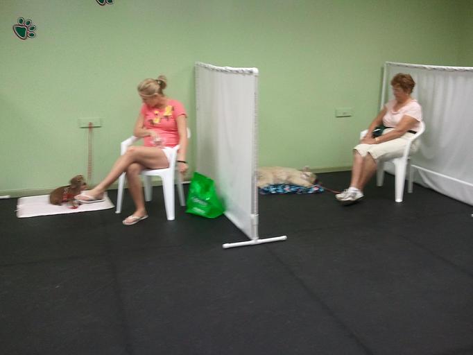 Product: Dogs are visually separated during the early classes in the Reactive Dog class. This helps your dog to acclimate while learning new coping and calming skills. - Lucky Dog Sports Club in Jupiter, FL Pet Care Services