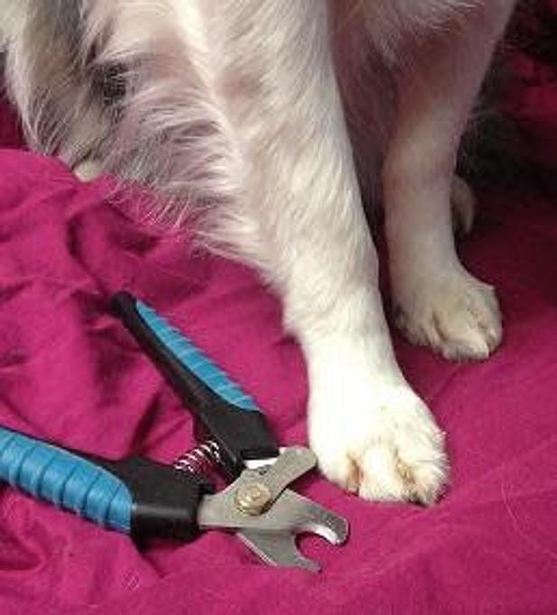 Product: we DO NOT use nail clippers    Only Grinders to keep the rasp off - Pets Wishes in Saint James, NY Pet Shop Supplies