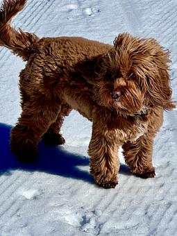 Product - Blue Pan Pizza in West Higlands - Denver, CO Dessert Restaurants