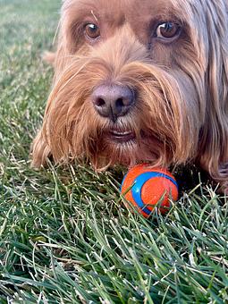Product - Blue Pan Pizza in South Golden - Golden, CO American Restaurants Product - Blue Pan Pizza in South Golden - Golden, CO American Restaurants