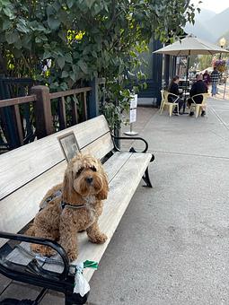 Product - Brown Dog Pizza in Downtown Telluride, Main Street - Telluride, CO Bars & Grills