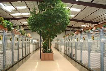 Interior - Animal Ark Pet Resort - Pet Resort in Cincinnati, OH Pet Boarding & Grooming