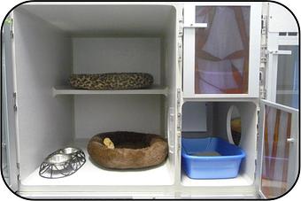 Interior: This is a single room, for family cats, we are able to room them in two rooms and can open the connecting door and they can explore through both! - Canine Country Club in Manheim, PA Country Clubs