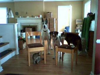 Interior - Critter Sitter Connection in Greater Kansas City Area - Kansas City, MO Pet Care Services