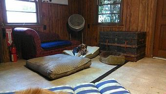 Interior - Dog Daze in Charleston, SC Pet Boarding & Grooming