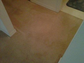 Interior - Eron's Carpet Cleaning in Sorrento, FL Carpet Rug & Upholstery Cleaners