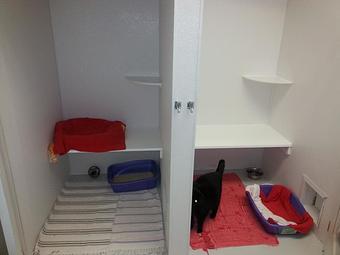 Interior - Feline Fabulous in Plaza Midwood / Near CPCC - Charlotte, NC Pet Care Services