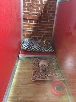 Interior: Bailey and Lexi enjoy an Overnight stay in our of our 25 square foot private dog studios. - Hairy & Merry Pet Spa & Dog Wash in Little Italy - San Diego, CA Pet Boarding & Grooming
