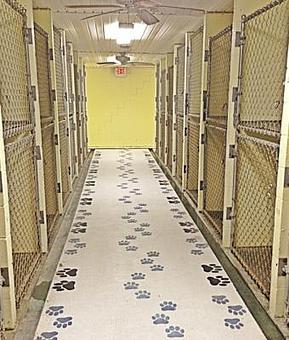Interior - Kathy's Pampered Paws in Clarksville, TN Pet Boarding & Grooming