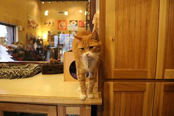 Interior - Le Chateau Pet Resort in Amarillo, TX Pet Boarding & Grooming