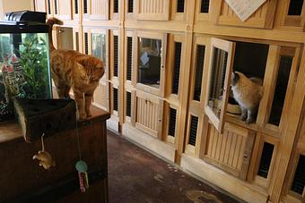 Interior - Le Chateau Pet Resort in Amarillo, TX Pet Boarding & Grooming