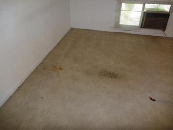 Interior - Poseidon Dry Carpet Cleaning in Rockville, MD Carpet Rug & Upholstery Cleaners