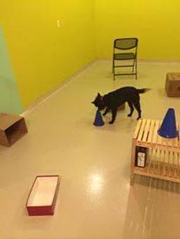 Interior - Urban Pooch in Chicago, IL Pet Boarding & Grooming