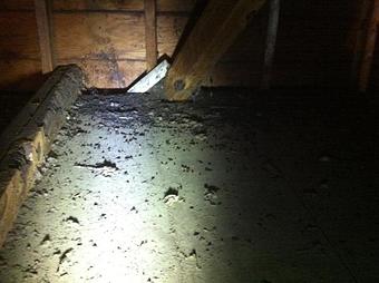 Interior - Verminators Wildlife Evictions in Brookwood High School - Snellville, GA Business Services