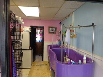 Interior - Wags To Whiskers Salon in Republic, MO Pet Boarding & Grooming