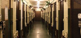 Interior - Waldorf Kennels in Ridgefield, WA Pet Boarding & Grooming