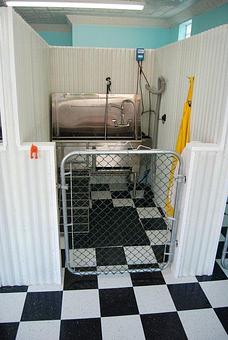 Interior - Wash The Wag in Baltimore, MD Auto Washing, Waxing & Polishing