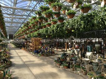 Interior - Woldhuis Farms Sunrise Greenhouse in Grant Park, IL Business Services