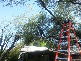 Product: Roof Top Action - 1-Two-Tree Trimming in San Antonio, TX Ornamental Nursery Services