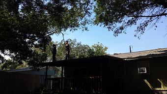 Product: Roof Top Action - 1-Two-Tree Trimming in San Antonio, TX Ornamental Nursery Services