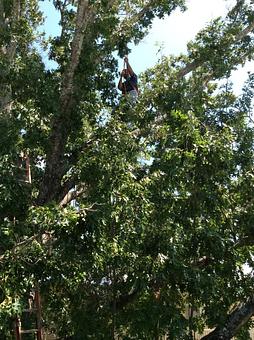 Product: Way Up There Action - 1-Two-Tree Trimming in San Antonio, TX Ornamental Nursery Services